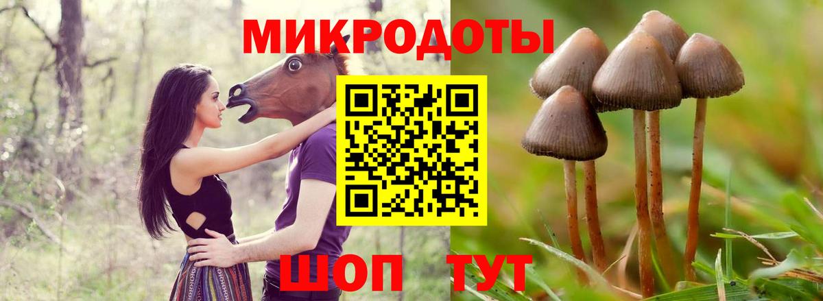 Псилоцибиновые грибы Psilocybe  Вход с VPN  Тайшет  купить наркоту  Галлюциногенные грибы Magic Shrooms 